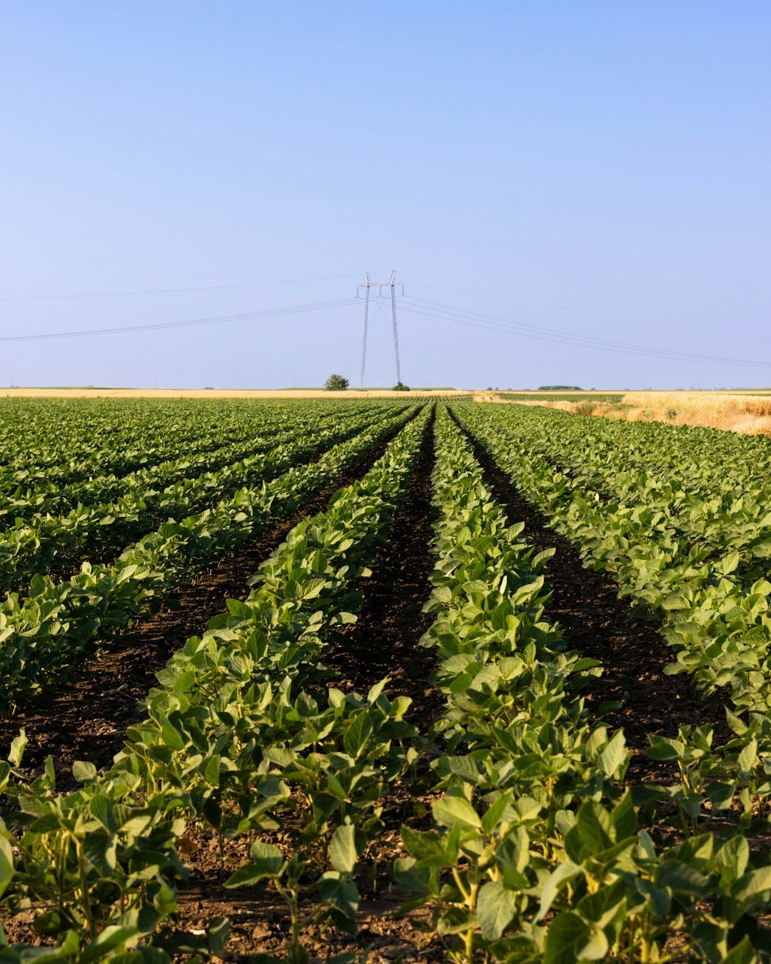 Fileiras de plantio no horizonte agrícola
